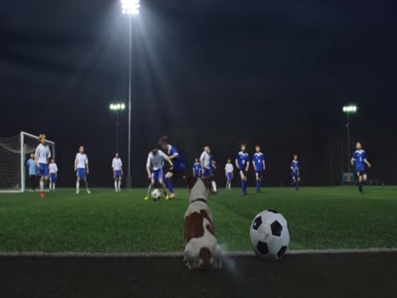 南韓竟有狗狗球員　莫非是世足賽的秘密武器？（圖／寵毛網）