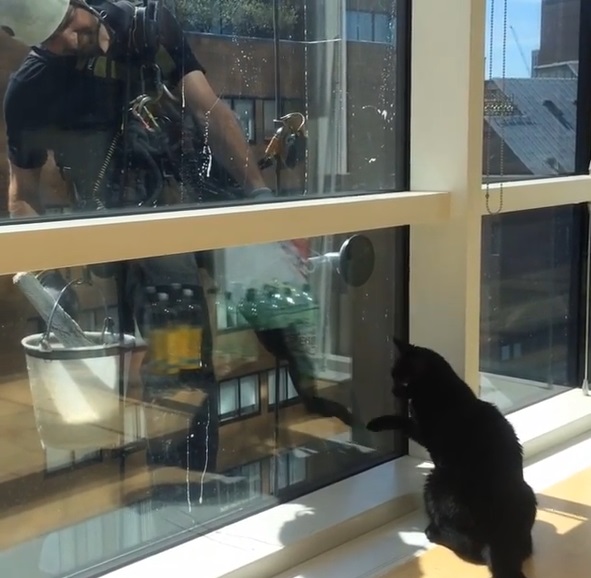 黑貓健力士的主人是住在倫敦的日本人，因為拍下牠和洗窗叔叔的可愛互動讓健力士一夕爆紅。