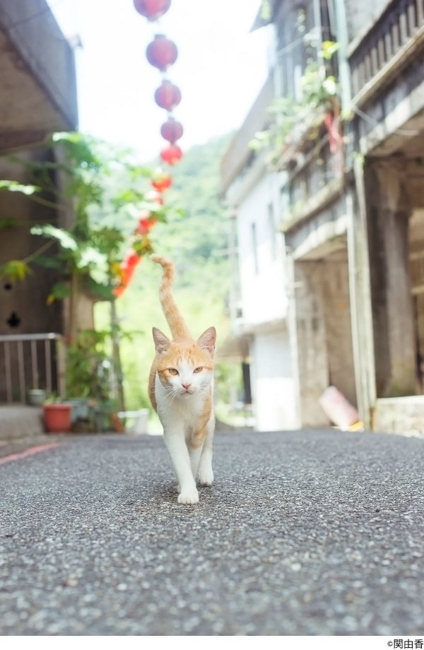 充滿台灣在地文化景色的貓咪相片。（圖／翻攝自笠間日動美術館）
