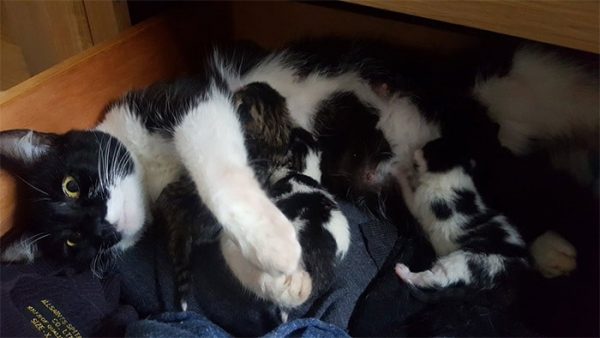 一位法國製片Paris Zarcilla某天在他床底下發現一隻貓咪把他家當產房，生了四隻小貓～