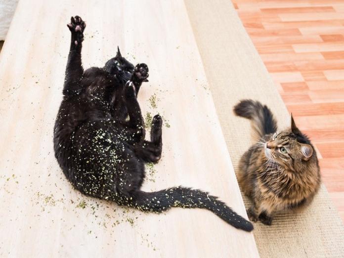 攝影師對貓過敏仍堅持養　拍下喵星人嗑草嗨樣出版寫真集！（圖／寵毛網）