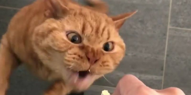 橘貓吃零食表情超狂野　主人全拍下笑翻網友！
