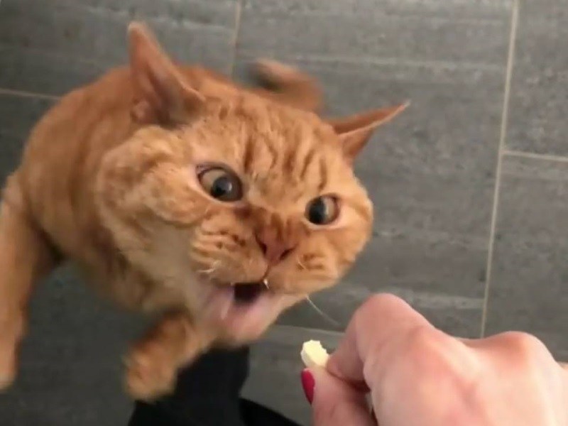 橘貓吃零食表情超狂野　主人全拍下笑翻網友！（圖／寵毛網）