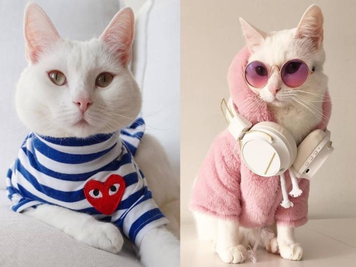 潮流貓咪秀穿搭照　超時髦模樣讓人驚呼「太可愛」
