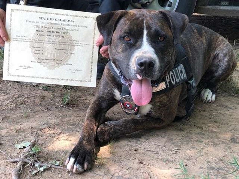 比特犬小野花昔日流浪　如今變身專業K9打擊犯罪！（圖／寵毛網）