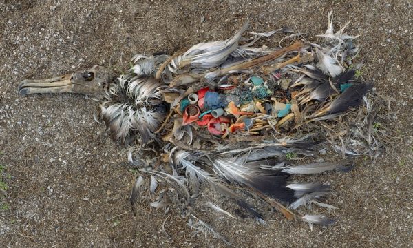 攝影師拍攝在鳥類殘骸分解後，身體竟露出大量塑膠垃圾。