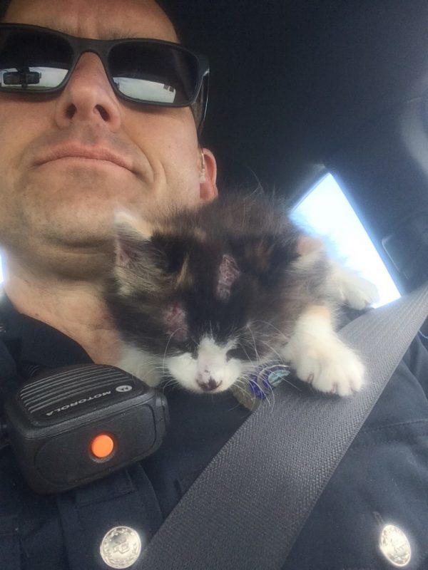 因為從高速行進中的車子中被拋出，小貓頭上有好幾處擦傷，葛瑞警官便接手趕緊將小貓送醫治療。