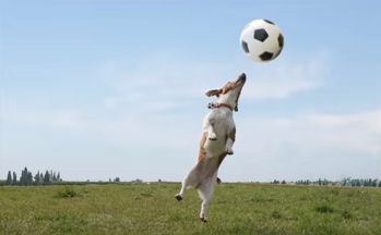 影片更插入狗狗頂球的可愛模樣，看來平常果然是有在練習的。