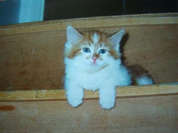 小石頭是在1988年來到蜜雪兒家，那時她二十歲，剛搬出來展開一個人的獨立生活，正巧朋友的貓咪生了小貓，便送了一隻給她。
