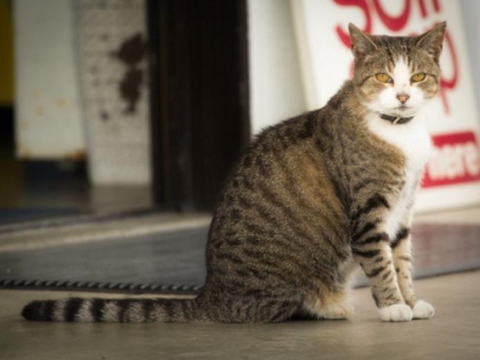 紐西蘭小鎮的人氣鎮貓19歲高齡辭世　居民為牠辦追思
