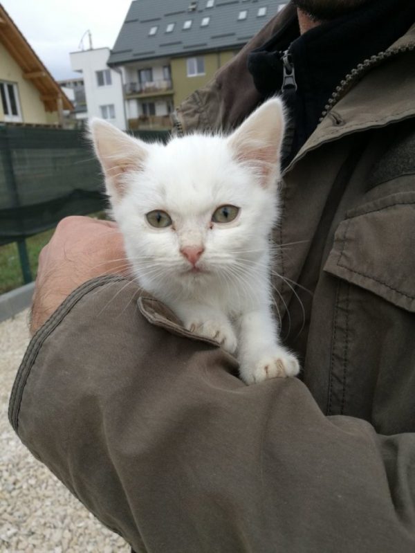Abyzou原來是在街頭流浪的小貓，被現在的主人發現帶回家收編。