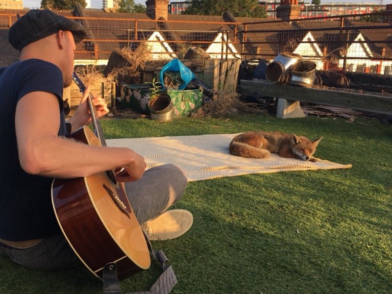 英演員在自家屋頂曬太陽　竟有狐狸稀客來訪！（圖／寵毛網）