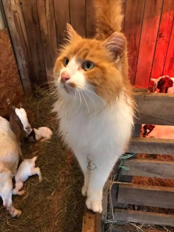 橘白貓小帥哥被農場主人收養後，就把整個農場都收為自己的地盤，時常幫忙看顧羊群。
