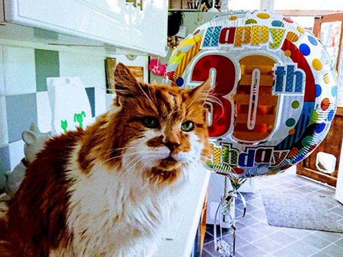 英國貓咪歡慶30歲生日　貓奴開趴分享長壽秘訣！（圖／寵毛網）