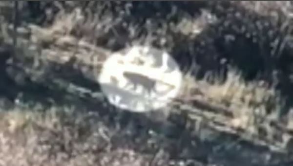 幾個禮拜前，一位住在布雷克希斯的男性居民聲稱自己在住家附近拍到了黑豹出沒的影像。