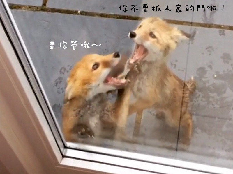 萌到炸！小狐狸闖民宅猛抓門　同伴好緊張忙阻止（圖／寵毛網）