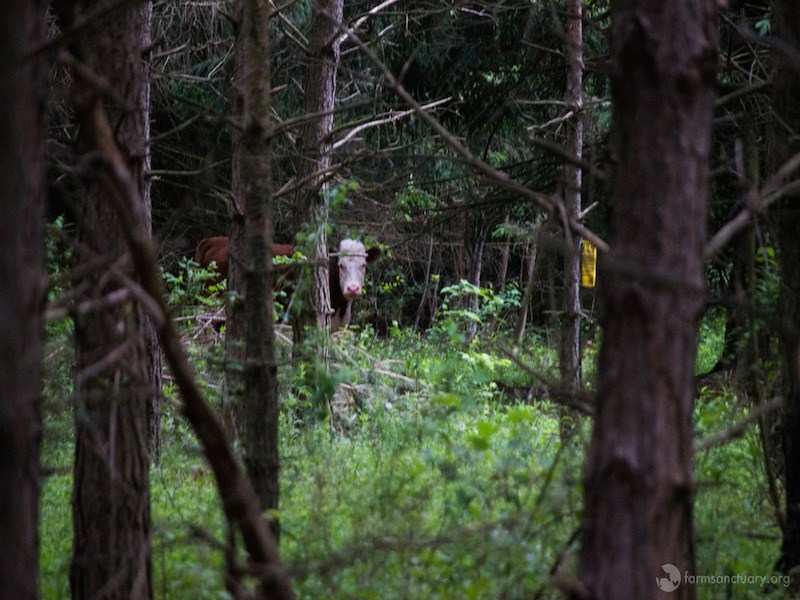 聰明小牛載往屠宰場時自行「繞跑」　最後竟成為鹿家族的新成員（圖／寵毛網）