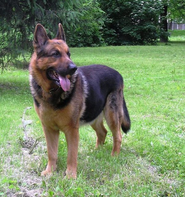密爾頓的愛犬是一隻德國狼犬。（示意圖，非當事狗。翻攝自Wikimedia）