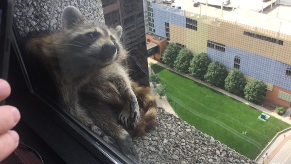 可愛的蜘蛛浣熊曾經停留在21層樓的窗戶旁，被樓層住戶給拍攝下來報告近況。
