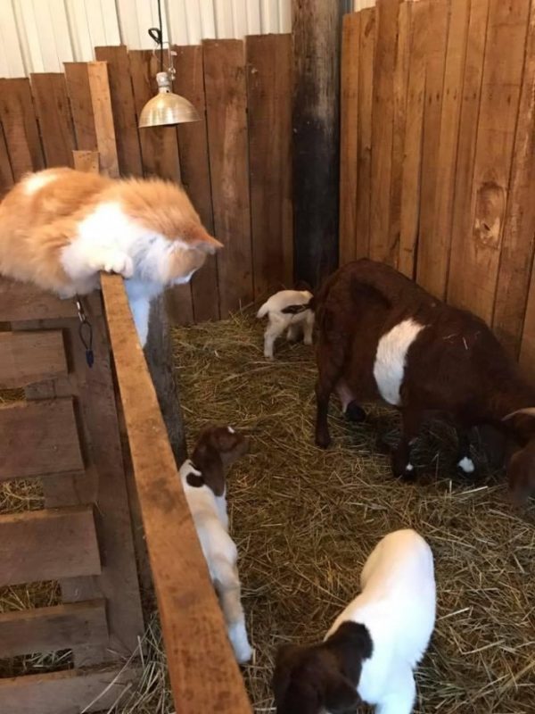 小羊們出生後，小帥哥褓母就時時刻刻看著牠們。