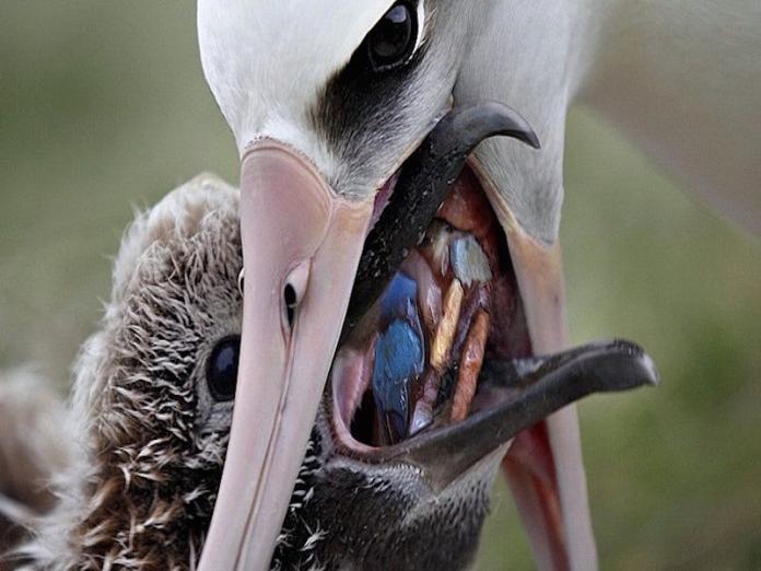 母鳥竟餵食雛鳥塑膠垃圾　照片超寫實喚醒大眾環保意識（圖／寵毛網）