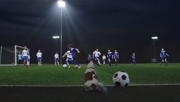 超關注看著球場賽事的狗狗，猶如預備選手般隨時準備上場。