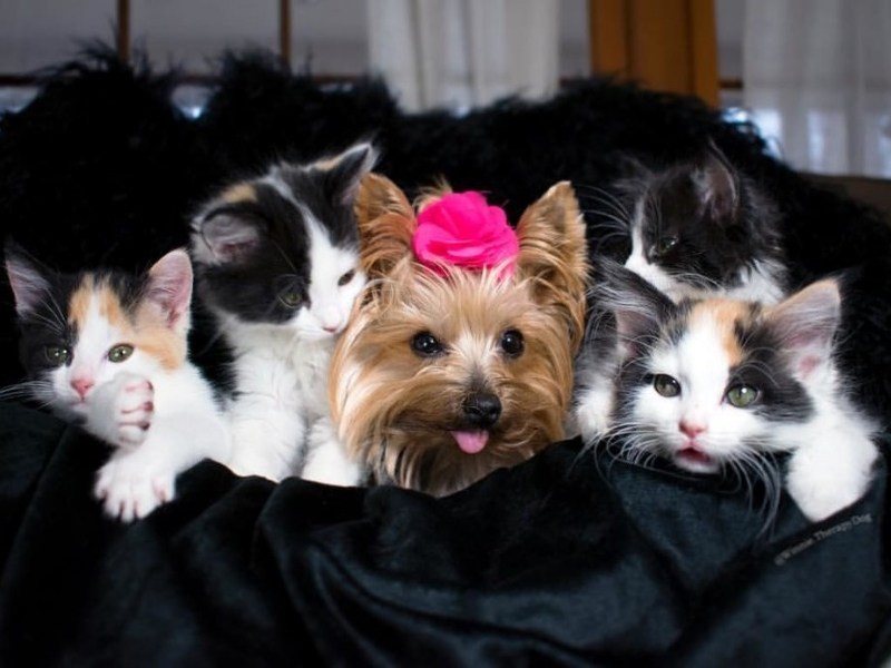 治療犬還兼當幼貓保母　犬星人就是要給大家滿滿的愛（圖／寵毛網）