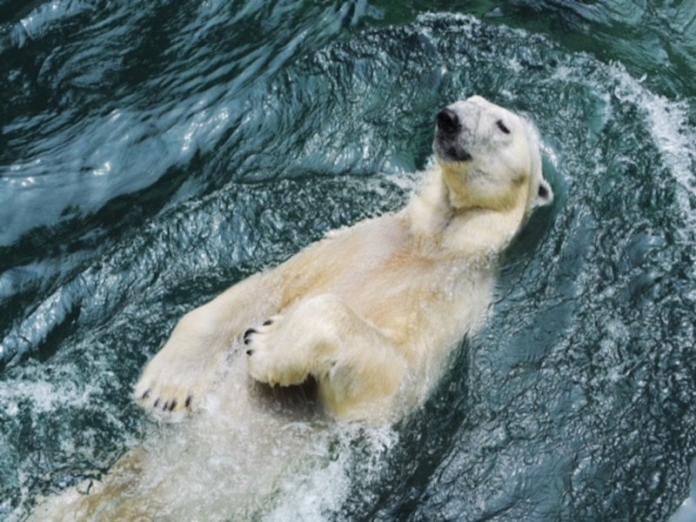 南韓最後隻北極熊將移民英國　豪華退休生活還有暢泳等
