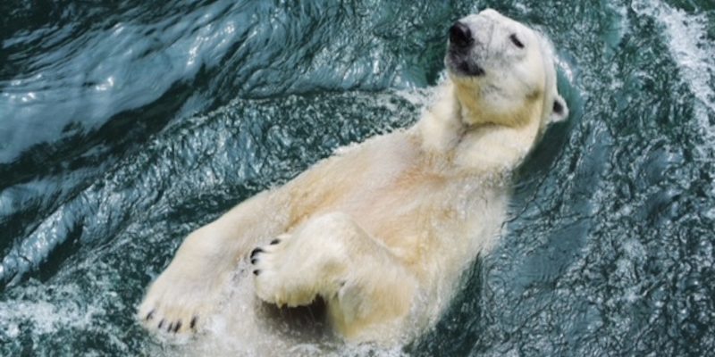 南韓最後隻北極熊將移民英國　豪華退休生活還有暢泳等著牠
