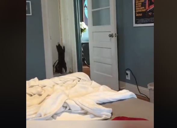 「奴才你去哪了！奴才～～～」