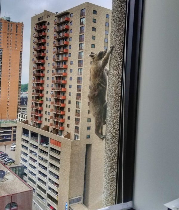 蜘蛛浣熊在攀爬時，讓大廈裡的民眾都捏了把冷汗。