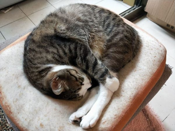 許多貓咪都喜歡縮成一團睡覺，常被戲稱為鸚鵡螺或是跳水姿勢！