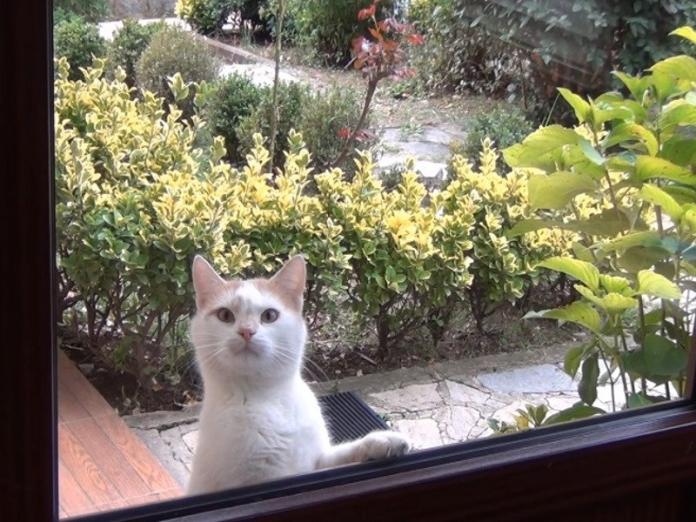 盯到你心裡發毛！可愛橘白貓用眼神催放飯
