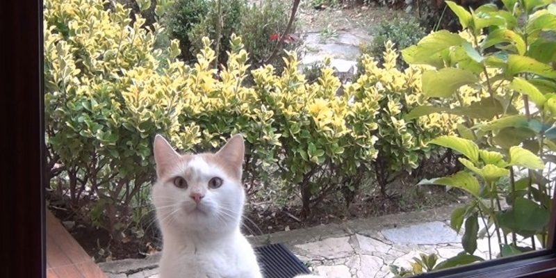 盯到你心裡發毛！可愛橘白貓用眼神催放飯　
