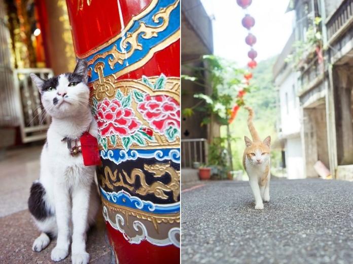笠間市讓台灣貓登上日本美術館　看來喵皇要攻佔日本貓奴啦！（圖／寵毛網）