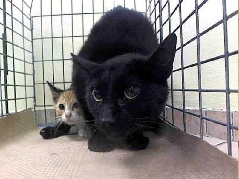 街貓超怕人哈氣威嚇樣樣來　貓奴用耐心改變牠成可愛家貓！（圖／寵毛網）