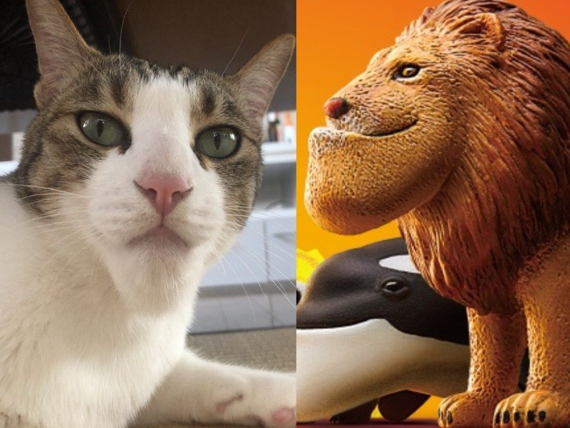 貓咪挑釁飛進家中的蜜蜂遭叮　當場從喵星移民到戽斗星！（圖／寵毛網）