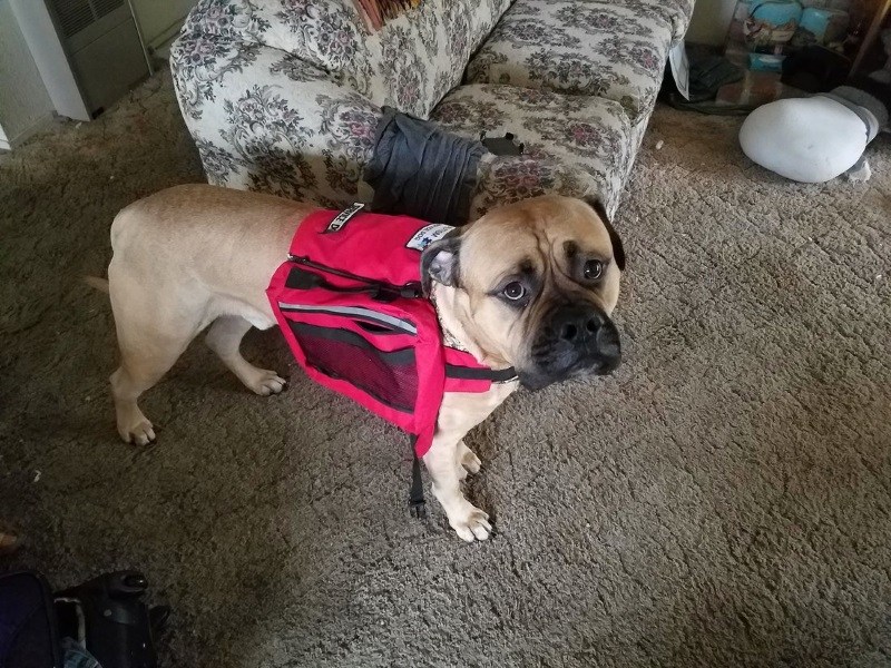 女子分享自身經驗　希望大家一定要看懂服務犬的求救訊號！（圖／寵毛網）