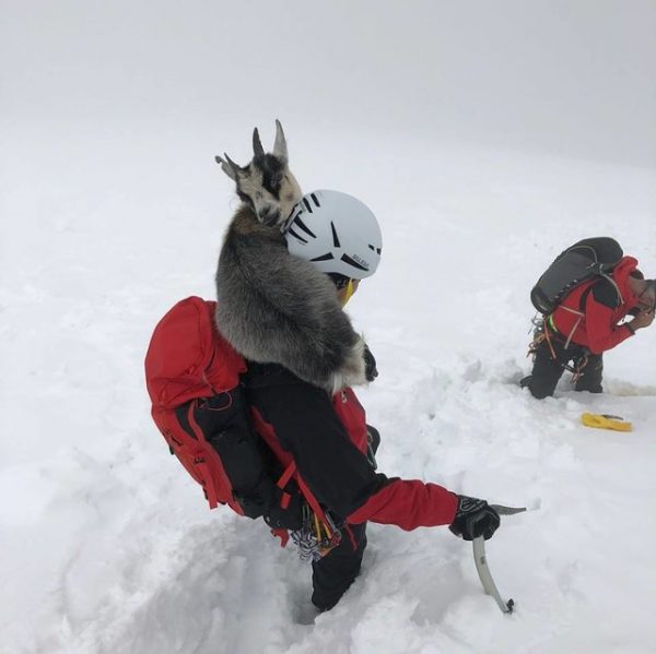 當然，搜救員也提到：「這真是我拯救過最特別的登山客了！」尤其山羊堅持登山的勇氣也讓人嘖嘖稱奇。