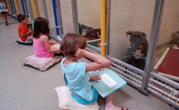 「Shelter Buddies Reading Program」計劃，希望幫助被拋棄或從街頭收養的狗狗們再次相信人類。（圖／Humane Society of Missouri）