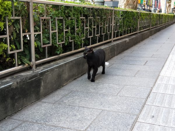 黑貓有時也會在寺外週邊散步巡邏，畢竟這裡是牠的地盤啊！（圖／寵毛網攝）