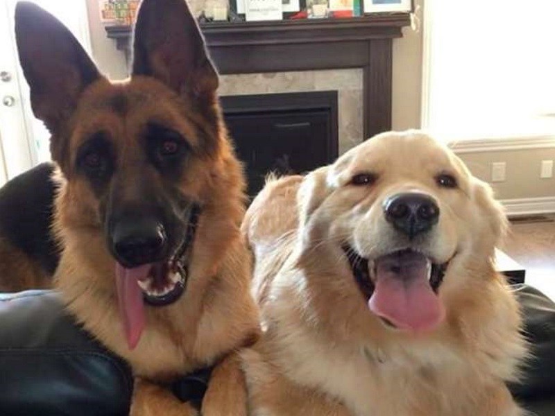 德國狼犬和黃金獵犬個性超互補　見面後一拍即合成好友！（圖／寵毛網）