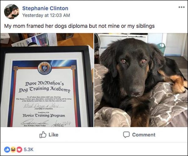 史蒂芬妮在狗狗社團裡分享媽媽的瘋狂行徑，笑說自己和兄弟姐妹的畢業證書都沒被掛起來，狗狗卓戈卡奧的訓練班結業證書竟被媽媽裱框掛牆上！