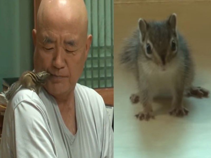 松鼠「抱」恩超另類　整天黏師父身上不願離開（圖／寵毛網）