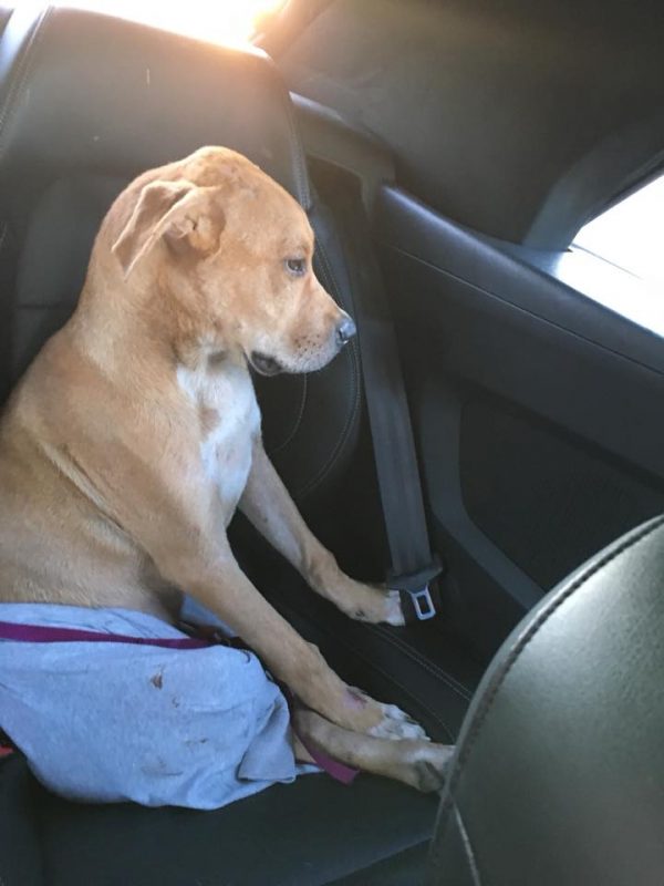 安卓莉亞以傑瑞發現牠的地名為狗狗取名為哥倫布，因為她其實住在緬因州，在哥倫布動完手術後，她聯絡了專門運送毛小孩的團體 Canine Freedom Transportation幫她安全地送哥倫布到緬因州的家。（圖／facebook＠jarrett.little.9）