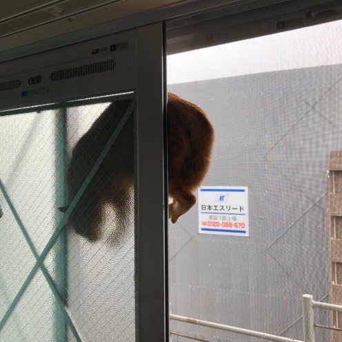 在上個月的大阪強震時，許多貓咪狗狗都嚇壞了，甚至還有嚇到奪門而出因此走失的案例。（圖／twitter＠kottun_edh）