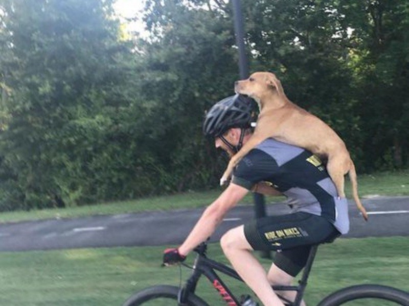 浪狗車禍受傷求援　自行車騎士背牠去醫院！（圖／寵毛網）