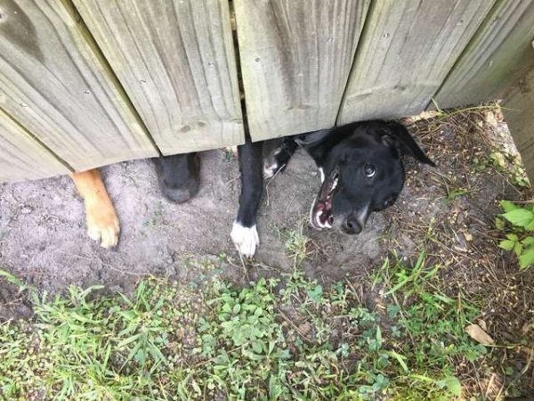 不知道是不是受到狗哥哥們的指使，小狗現在正努力擴大這個洞，看來牠們要攻佔查理的院子應該是指日可待的事了！