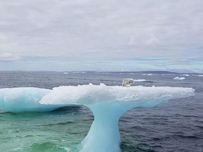 北極狐獨自一隻被困冰山上　加拿大船員熱心救援！（圖／寵毛網）