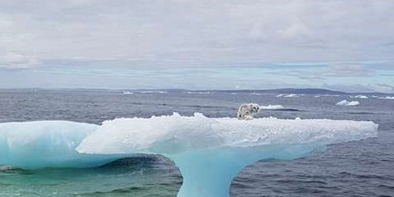 北極狐獨自一隻被困冰山上　加拿大船員熱心救援！
